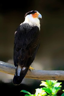 Southern Crested Caracara