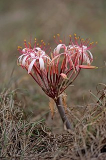 Flowering South African Crinum Lily
