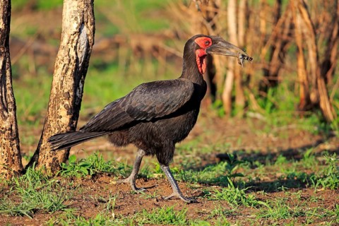 Southern Ground Hornbill