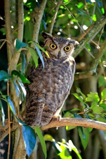 Great Horned Owl