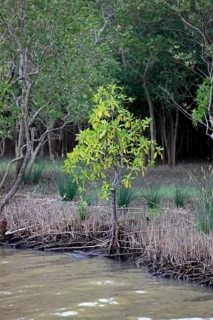 White Mangrove
