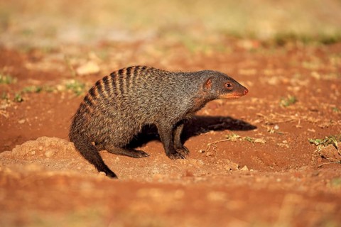 Banded Mongoose