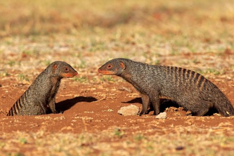 Banded Mongooses