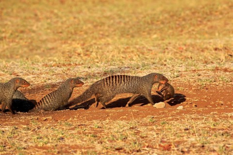 Banded Mongooses