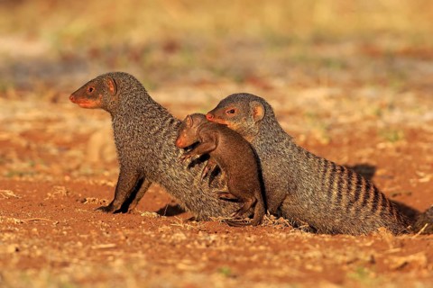 Banded mongoose