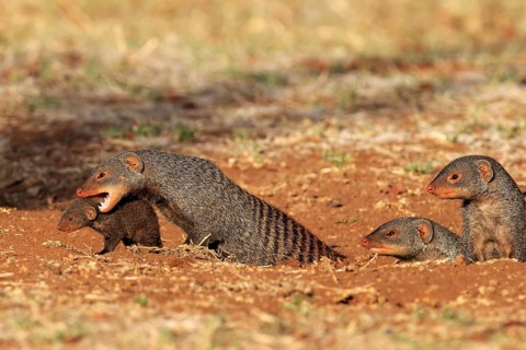 Banded mongoose