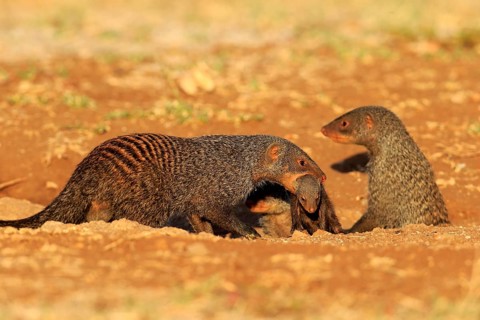 Banded Mongooses