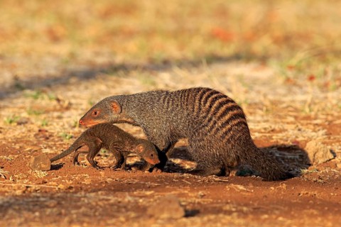Banded Mongoose