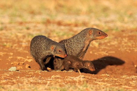 Banded Mongoose