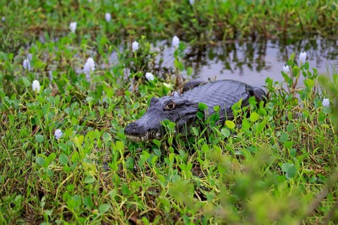 Yacare caiman