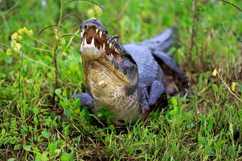 Yacare caiman
