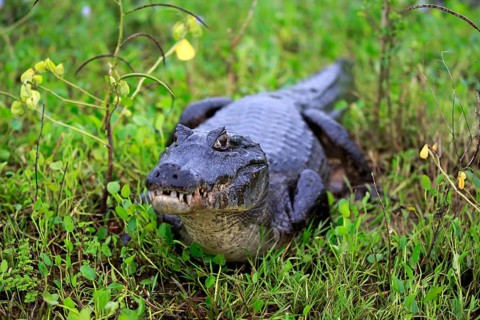 Yacare caiman
