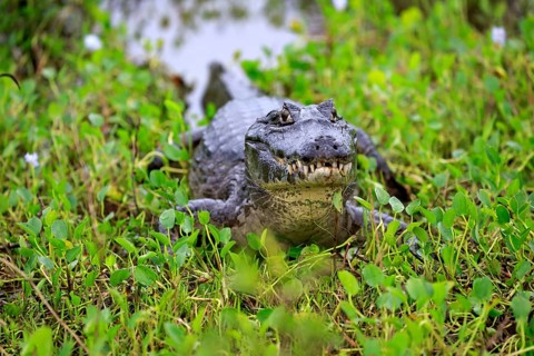 Yacare caiman