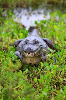 Yacare caiman