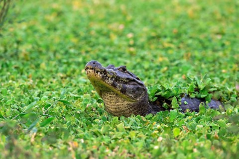 Yacare caiman