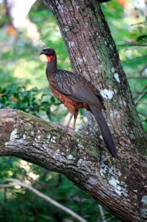 Chaco Chachalaca