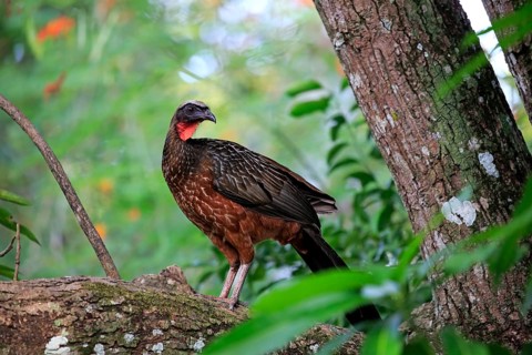 Chaco Chachalaca