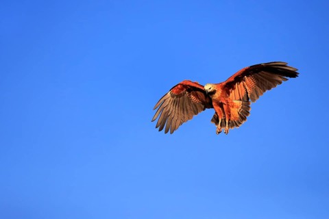 Black-collared hawk
