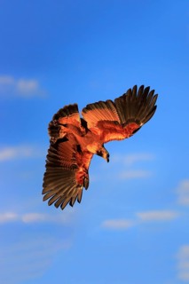 Black-collared hawk