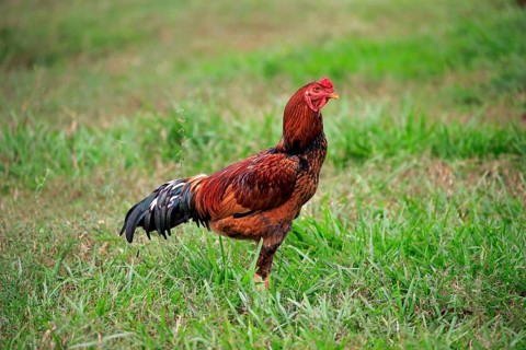 Domestic chicken