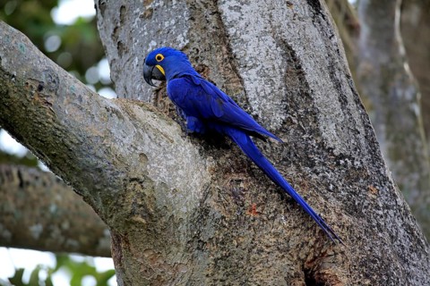 Hyacinth macaw