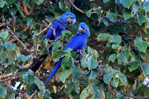 Hyacinth macaw