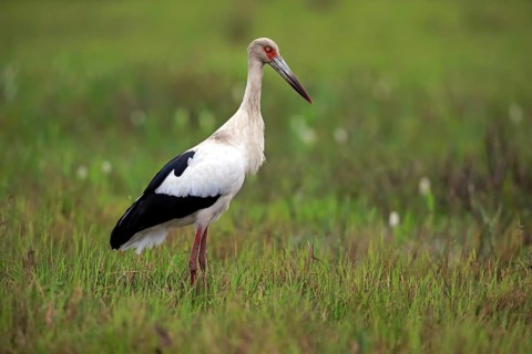 Maguari stork