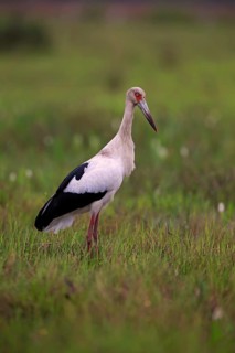 Maguari stork