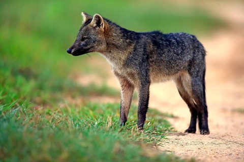 Crab-eating fox