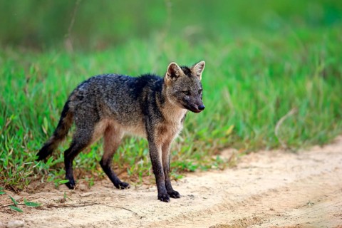 Crab-eating fox