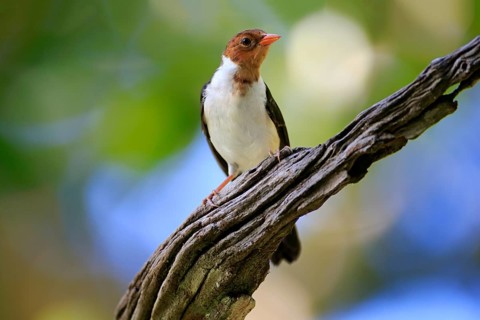 Yellow-billed cardinal