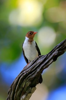 Yellow-billed cardinal
