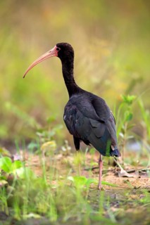 Bare-faced ibis