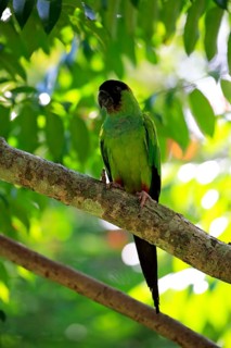 Nanday Parakeet