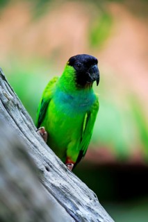 Nanday Parakeet