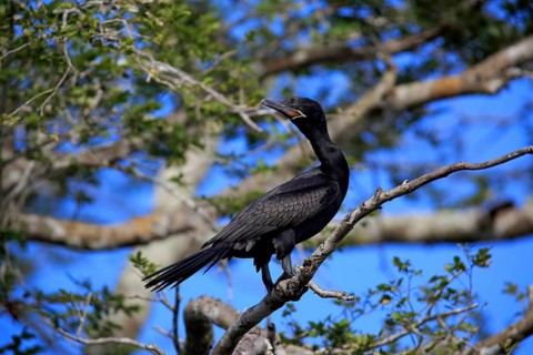 Neotropic Cormorant