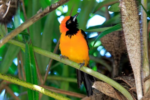 Orange-backed troupial