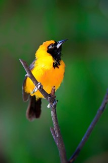 Orange-backed troupial