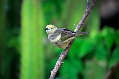 Palm tanager