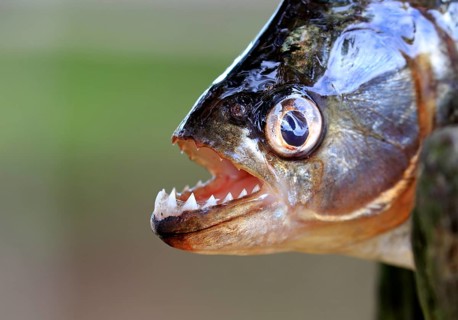 Piranha