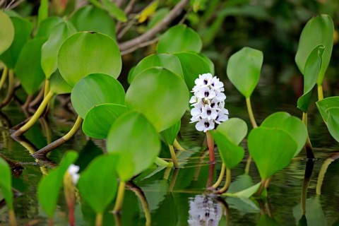 Water hyacinth