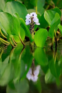 Water hyacinth