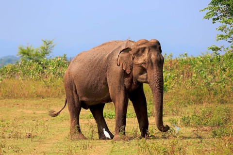 Sri Lankan elephant