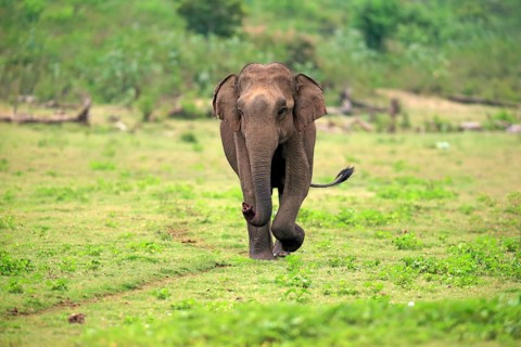 Sri Lankan elephant
