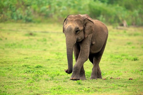 Sri Lankan elephant