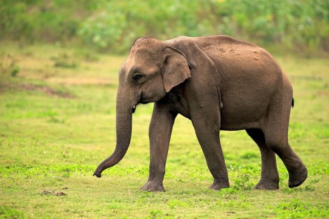 Sri Lankan elephant