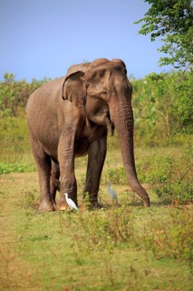 Sri Lankan elephant