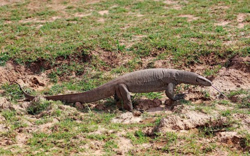 Bengal monitor or common Indian monitor