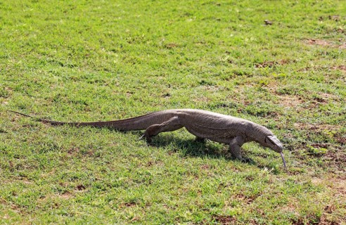 Bengal monitor or common Indian monitor