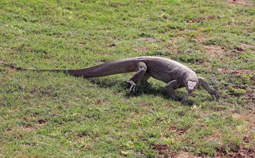 Bengal monitor or common Indian monitor